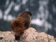 Marmot - Rocky Mountain