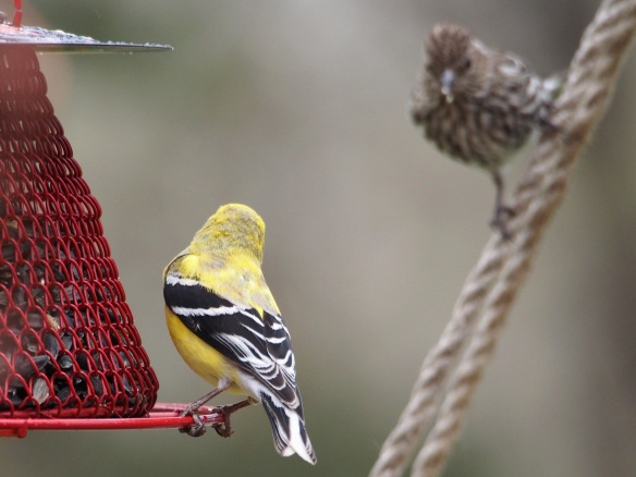 Goldfinch face off