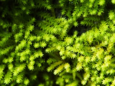 It amazes me to find the shapes of stars in the tiniest mosses