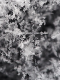 f/4 1/125 second - The structure of these flakes started me - my snowflakes have 8 sides instead of 6, but that open space inside them is pretty accurate.