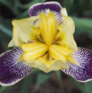 Longfellow's Iris