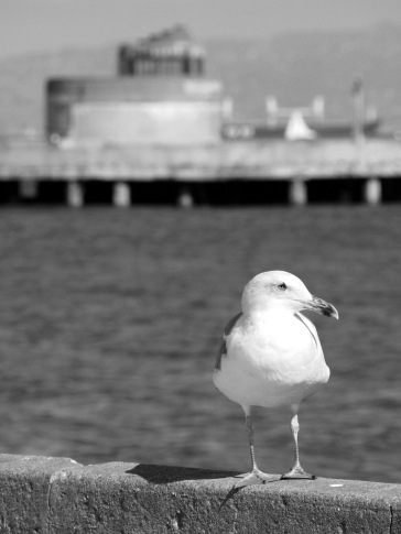 Seagull - Alcatraz