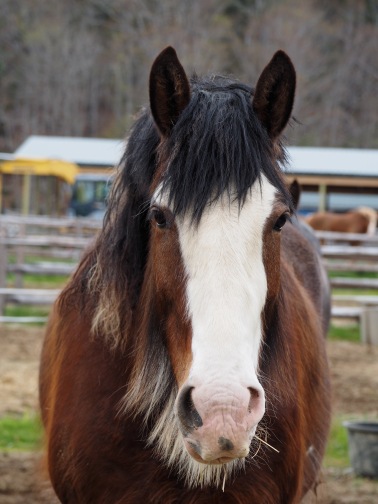 Draft Horse - Acadia