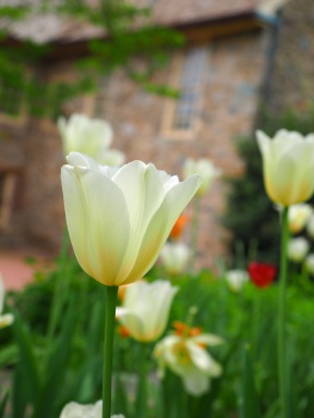 Tulips - The Stone House