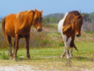 Ponies - Assateague Island
