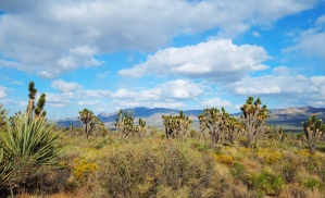 Joshua Trees - Mojave Preserve